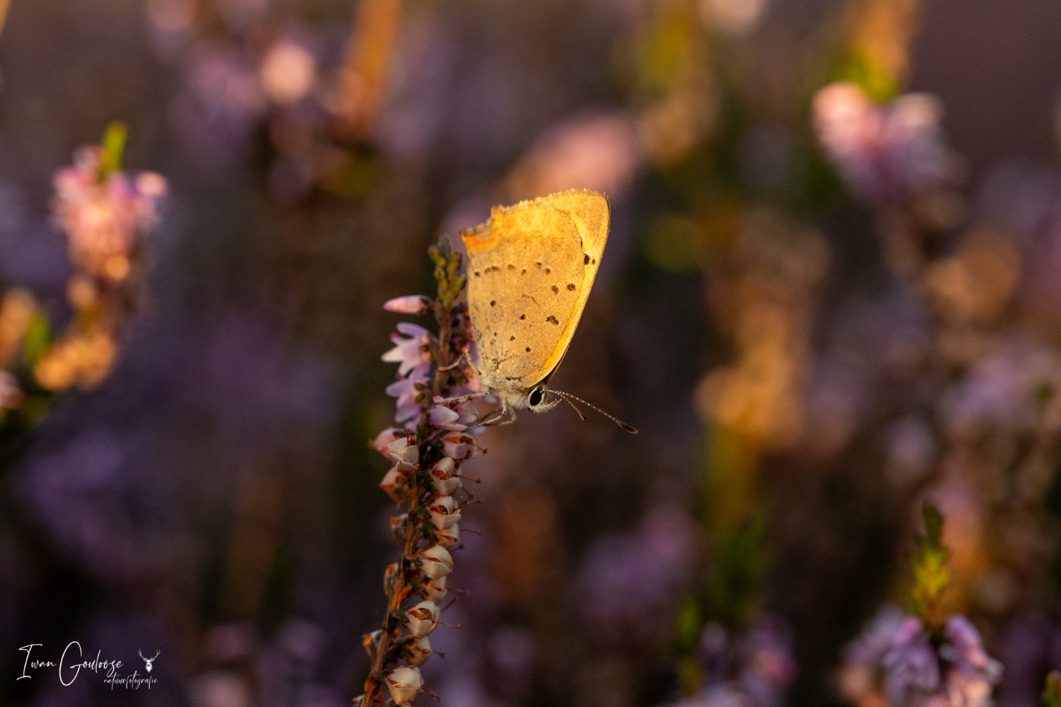 03 september 2023 194849  R2A6590